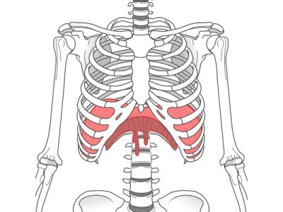 横隔膜と肋骨